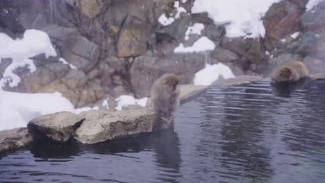 Monos-De-Nieve-De-Japón-Disfrutando-De-Aguas-Termales-En-Invierno