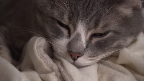 Close-up-of-cute-gray-cat-falling-asleep-on-a-cozy-white-blanket,-indoors