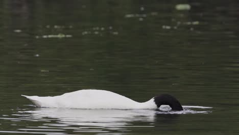Close-up-of-a-black-necked-swan-floating-on-a-lake-while-eating-with-its-beak-underwater