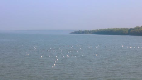 Una-Bandada-De-Gaviotas-Flotando-En-El-Agua-Cerca-De-San-Martín-En-El-Golfo-De-Bengala