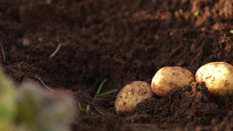 Der-Bauer-Pflückt-Tagsüber-Die-Kartoffeln-Aus-Dem-Garten