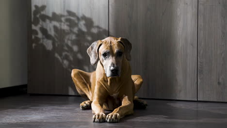 Rhodesian-ridgeback-dog-lying-on-floor-by-wardrobe-in-modern-apartment