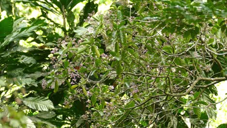 Bunter-Kolibri-Fliegt-Und-Frisst-Nektar-Aus-Blumen-In-Einem-Tropischen-Wald-In-Panama