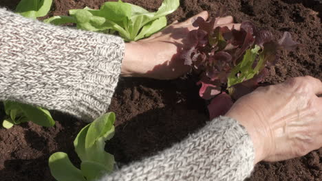Farmer-hands-planting-seedling-salad-vegetables