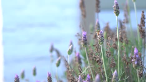 Handheld-slow-motion-clip-of-a-bee-sipping-on-lavender-flowers