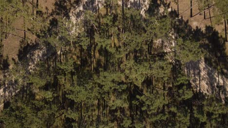 4K-drone-flying-over-the-canopy’s-of-a-pine-tree-forest,-60fps