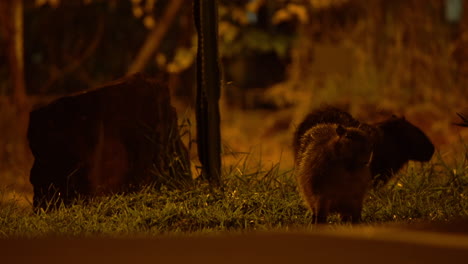 Capybaras-eating-grass-at-night-near-avenue-full-of-cars