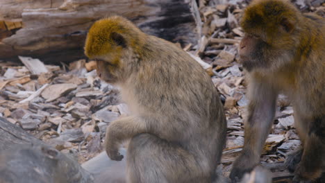 Two-Barbary-macaques-sit-peacefully-on-ground-by-logs,-close-view