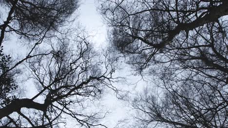 Winterbäume,-Die-Von-Sturmwinden-Verweht-Werden,-Handgeführtes-Himmelsfoto,-Wetter