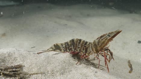 Unique-underwater-perspective-view-of-a-large-prawn-displaying-animal-behavior-by-walking-slowly-along-the-sand-of-the-ocean-floor