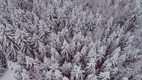 Aerial-tilt-up-shot-of-winter-forest-woodland-with-snowy-spruce-trees-and-frozen-lake-with-grey-sky