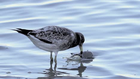 Close-view-of-juvenile-Olrog’s-gull-biting-at-large-dead-fish-in-water