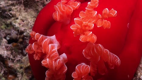 Imperator-shrimp-walking-between-gills-of-dark-red-Spanish-dancer-nudibranch
