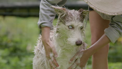 DOG-BATHING---Husky-and-collie-mix-being-scrubbed-with-shampoo,-slow-motion