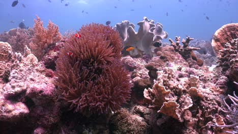 Coral-Reef-with-Clownfish-in-sea-anemone-and-Reef-fishes,-wide-angle-static-shot