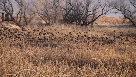 A-large-flock-of-starlings-sits-down-for-the-night-in-the-reeds-near-the-lake