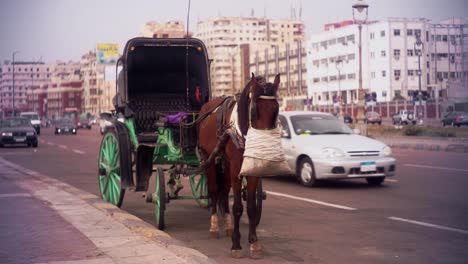 wide-shot-on-a-horse-hantoor-while-eating-in-front-of-Alexandria-library-corniche-side-seaside-shatby-mahtet-el-raml
