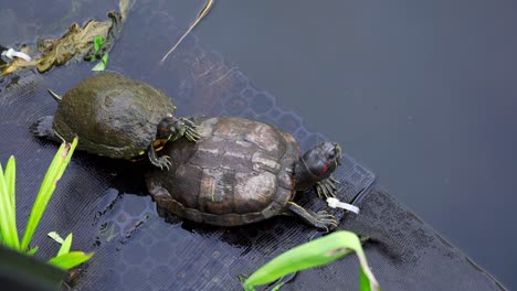 Two-turtles-on-platform-near-lake,-Botanic-Gardens,-Singapore