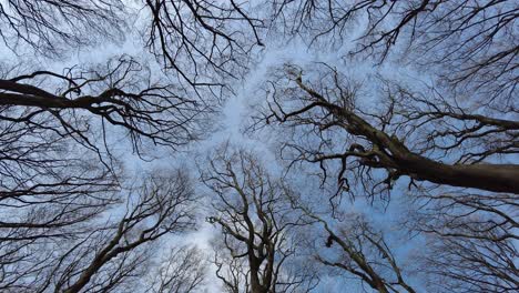 Looking-up-at-the-blue-sky-while-walking-in-a-forest-with-no-leaves-on-the-trees