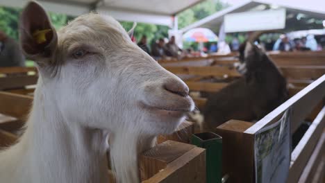 close-up-of-goat-head-in-wooden-pen-at-national-festival