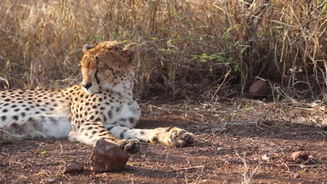 Resting-cheetah-in-tall-savanna-grass-flicks-ears-for-pesky-fly-insect