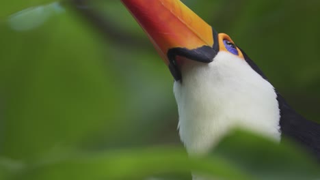 Low-angle-close-up-of-a-south-american-toco-toucan-looking-up-while-standing-on-a-branch-surrounded-by-nature