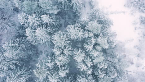 Luftaufnahmen---Ein-Verschneiter-Winterwald-In-Schweden,-Weit-Oben-Von-Oben-Nach-Unten-Geschossen