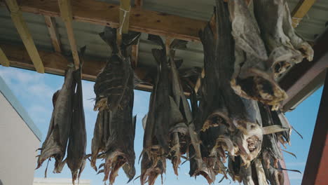 Salt-cod-hanging-outside-to-dry-out---traditional-preservation-method