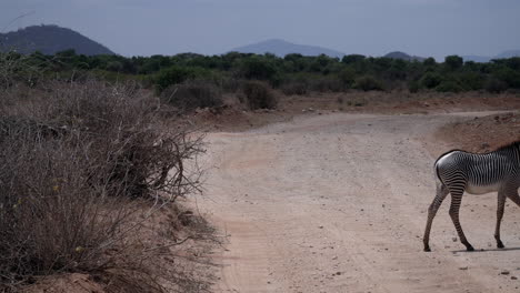 Zebras-In-Einem-Kenianischen-Nationalpark