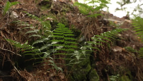 Ferns-growing-along-a-forest-floor