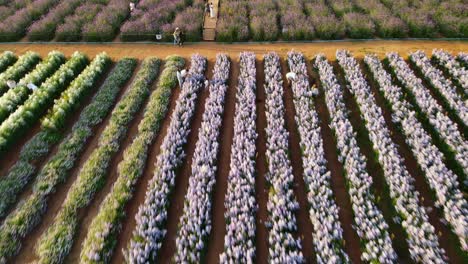 Reverse-aerial-footage-of-the-Hokkaido-Flower-Park-with-people-on-platforms-taking-photographs-in-Khao-Yai,-Pak-Chong,-Thailand