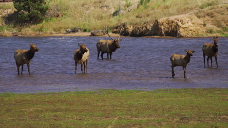 Male-Elk-buck-stag-watching-his-herd-in-shallow-lake-slow-motion-30fps