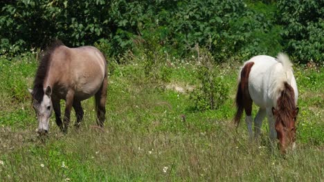 Two-horses-seen-back-to-back-as-they-together-graze-and-walk-away-towards-the-opposite-directions-during-a-windy-day-at-a-farmland-in-Thailand