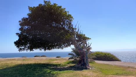 árbol-Inclinado-Con-Graffiti-En-La-Playa-En-La-Ciudad-Hundida-En-San-Pedro,-California,-Ee.uu.