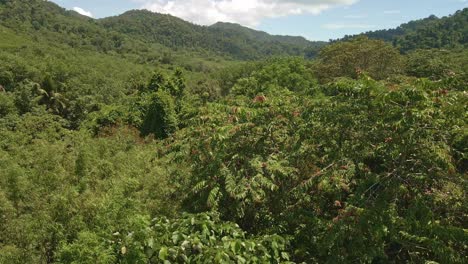 Aerial-4K-drone-of-tropical-valley-on-island-with-bamboo,-tropical-trees-and-mountains
