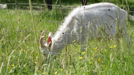 White-furry-goat
