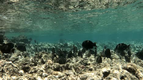 Ein-Fischschwarm-Schwimmt-Unter-Wasser-Direkt-über-Einem-Klaren-Korallenriff