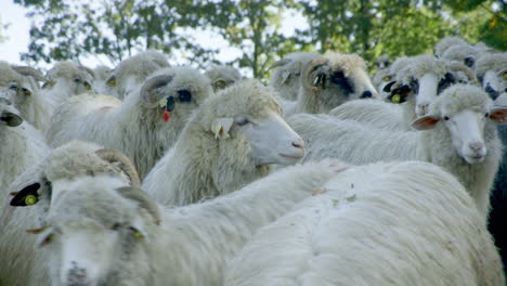 CLOSEUP---a-flock-of-sheep-setting-off-in-the-Carpathian-mountains