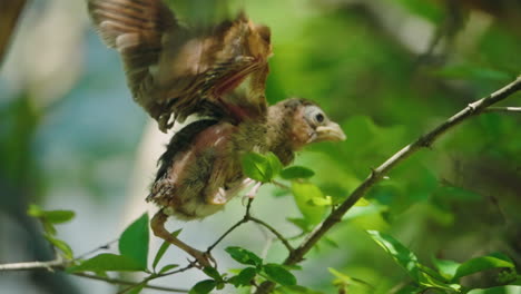 A-young,-baby-cardinal-flapping-its-wings-before-its-first-flight