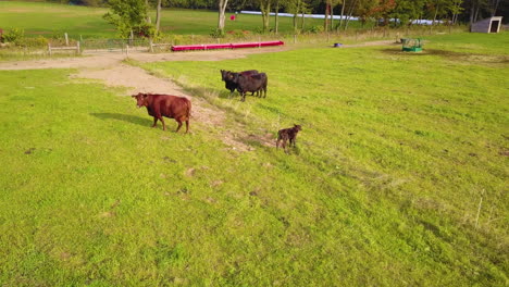 Aerial-view-of-cows-and-a-baby-calf-in-a-farm-field