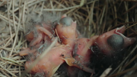 Hungrige-Neugeborene-Kardinalsjunge-Schreien-Im-Nest-Um-Nahrung-Von-Ihrer-Mutter