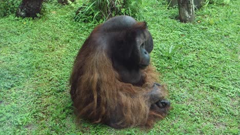 big-adult-orangutan-laying-on-the-grass,-close-up-portrait
