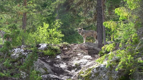 Wolf-In-Der-Norwegischen-Natur,-Der-Im-Wald-Steht-Und-Sonnenlicht-Auf-Das-Fell-Trifft-–-Statische-Handbewegung