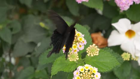 Tropischer-Schwarzer-Schmetterling,-Der-Auf-Einer-Blume-Sitzt-Und-Nektar-Sammelt,-Während-Er-Mit-Den-Flügeln-Schlägt-–-Nahaufnahmen-In-Zeitlupe
