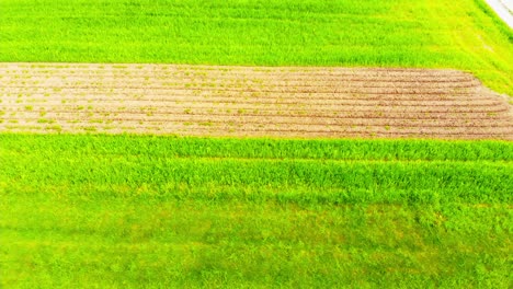 Aerial-Drone-View-Of-Lush-Green-Summer-Fields
