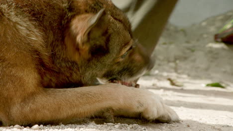 CLOSEUP---A-beautiful-brown-Romanian-dog-chews-on-a-bone