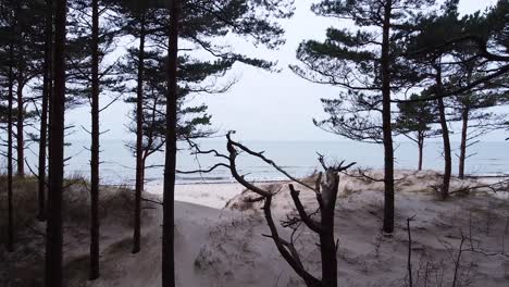 Aerial-view-of-Baltic-sea-coastline-at-Bernati-beach-in-Latvia,-flying-forward-through-tight-coastal-pines-over-the-white-sand-beach,-sea-erosion-affected-coastline,-wide-angle-revealing-drone-shot
