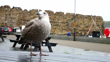 Cheeky-grey-seagull-standing-on-Conwy-harbour-picnic-table-in-overcast-Autumn-marina-closeup
