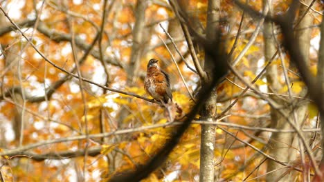 American-robin-bird-at-self-cleaning-time,-perched-on-dry-branch-in-autumn-woods