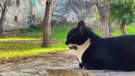 Black-and-white-cat-rests-in-the-shade-at-the-park-in-Larnaca,-Cyprus